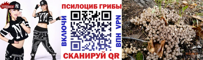 сколько стоит Бавлы Псилоцибиновые грибы Psilocybe